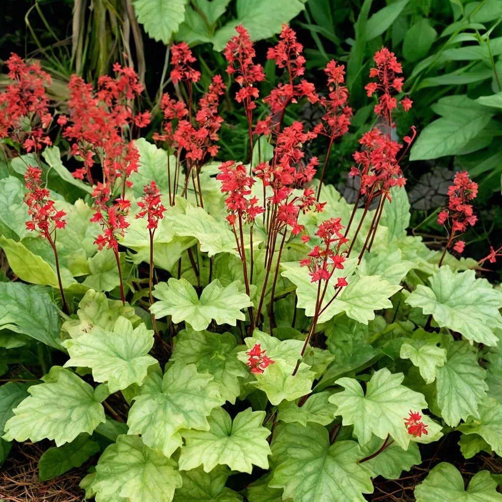 Heuchera x hybrida 'Tokyo'