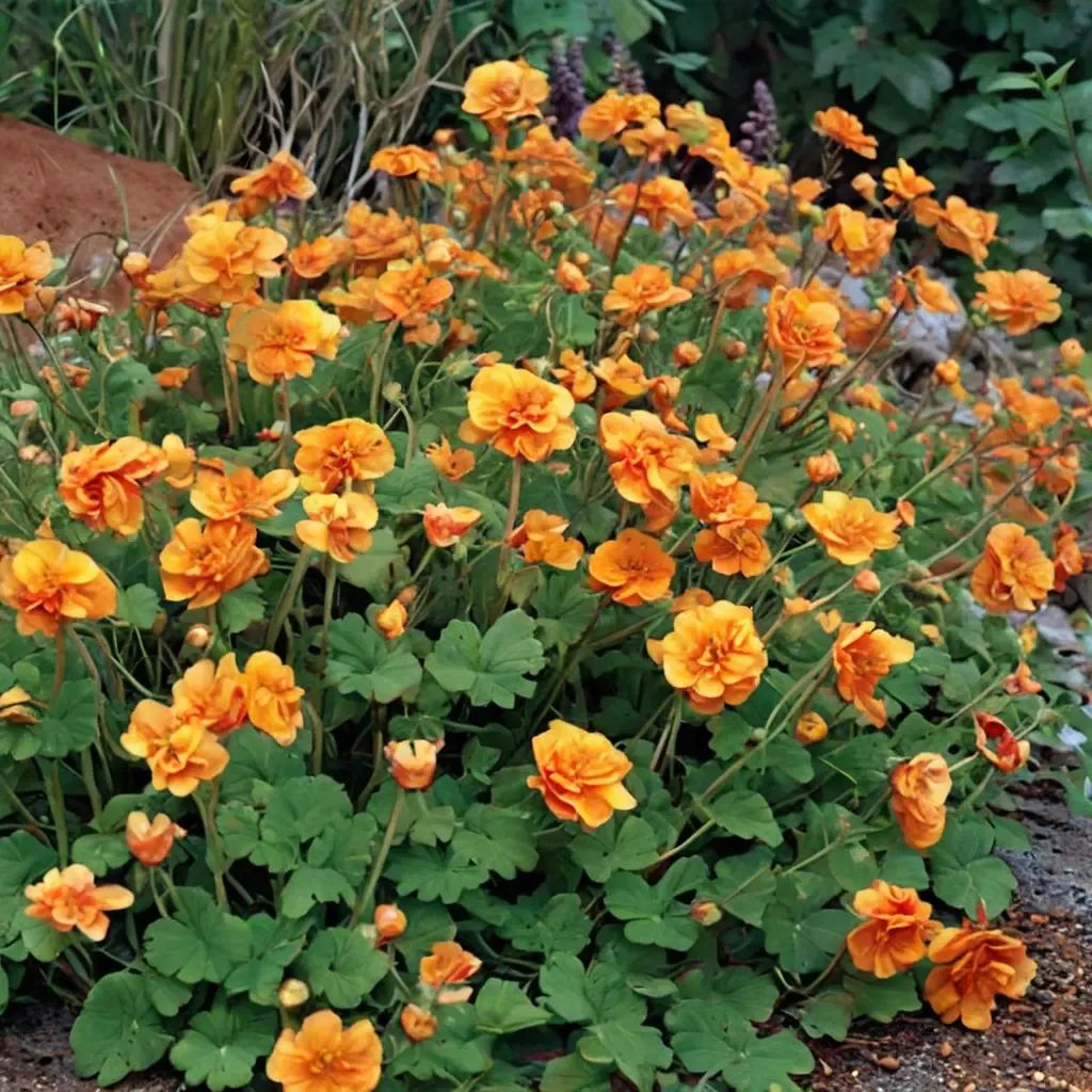 Geum serratum 'Fire Storm'