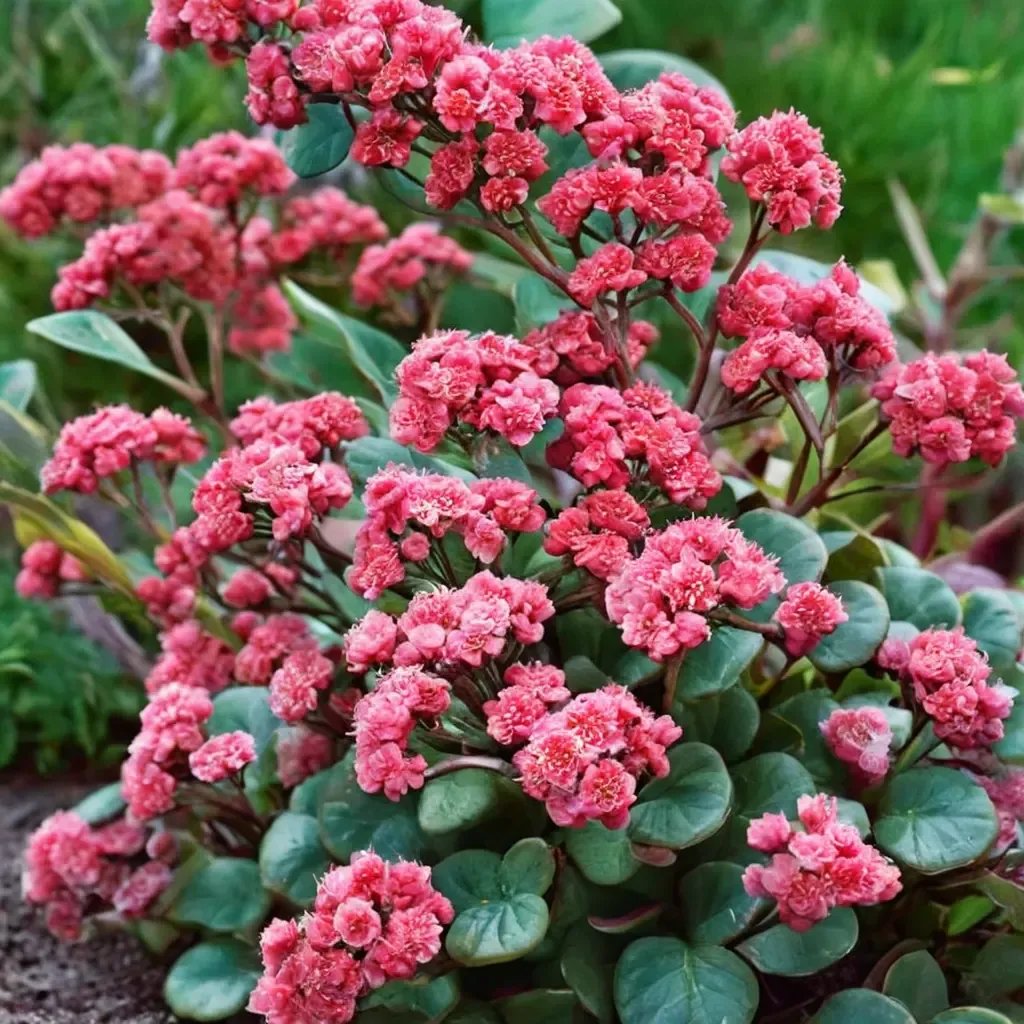 Sedum album 'Red Cauli'