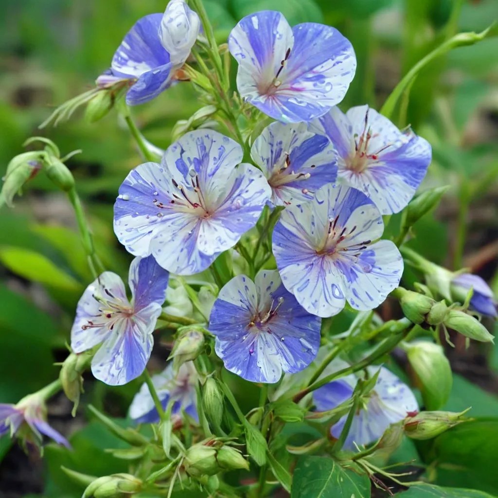 Geranium pratense 'Delft Blue'