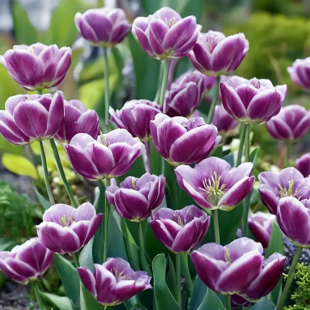 Tulipa structuralis 'Arabian Mystery'