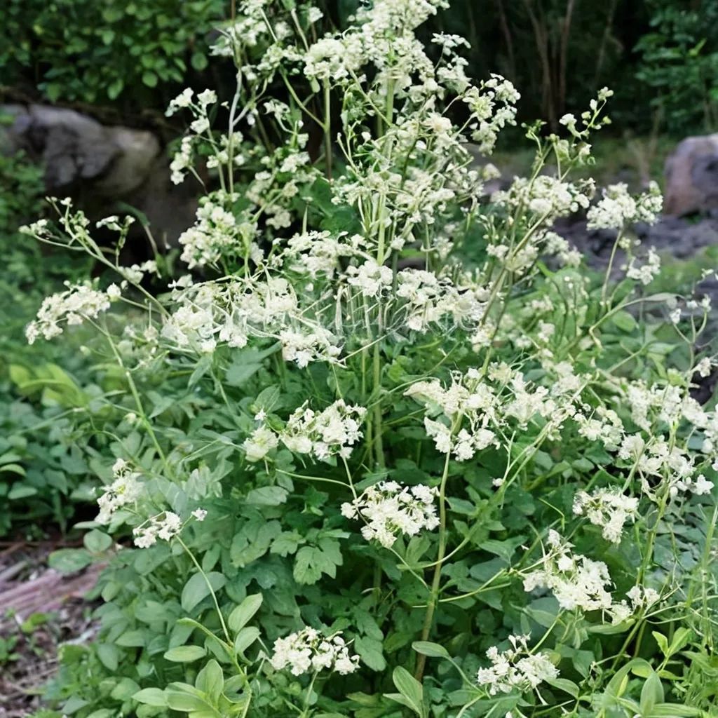 Thalictrum polygamum