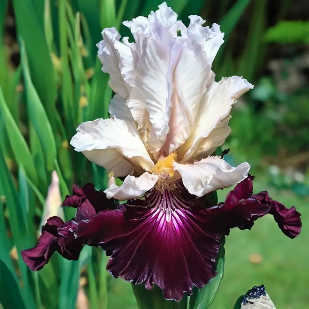 Iris x germanica 'Twist of Sheree'