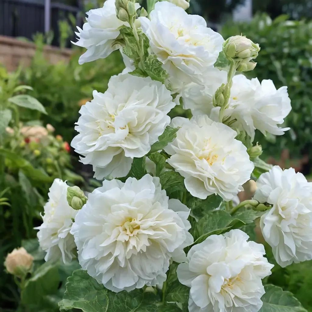 Alcea rosea 'Chater's Double White'