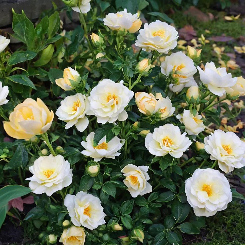 Popcorn Drift Rose