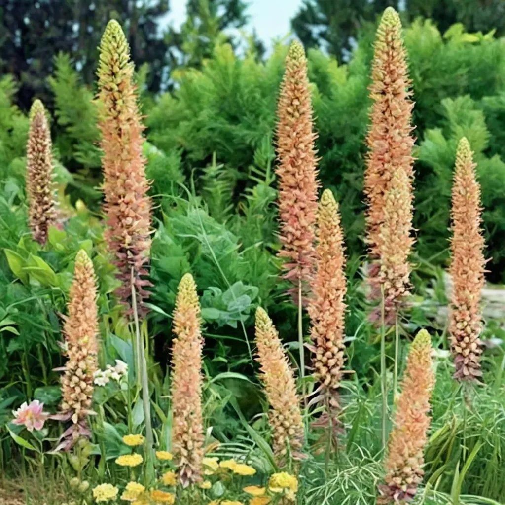 Eremurus x hybrida