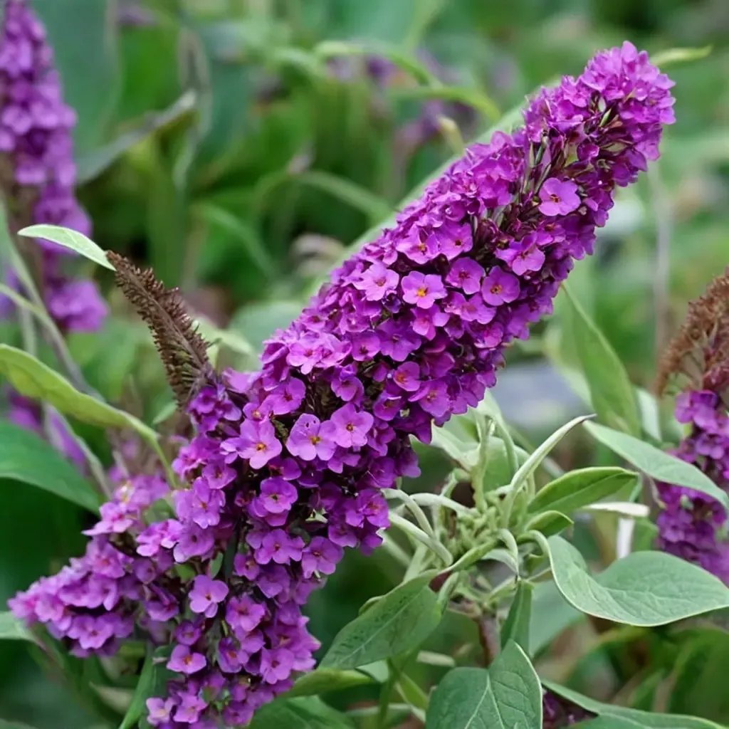 Buddleja davidii 'Buzz Purple'
