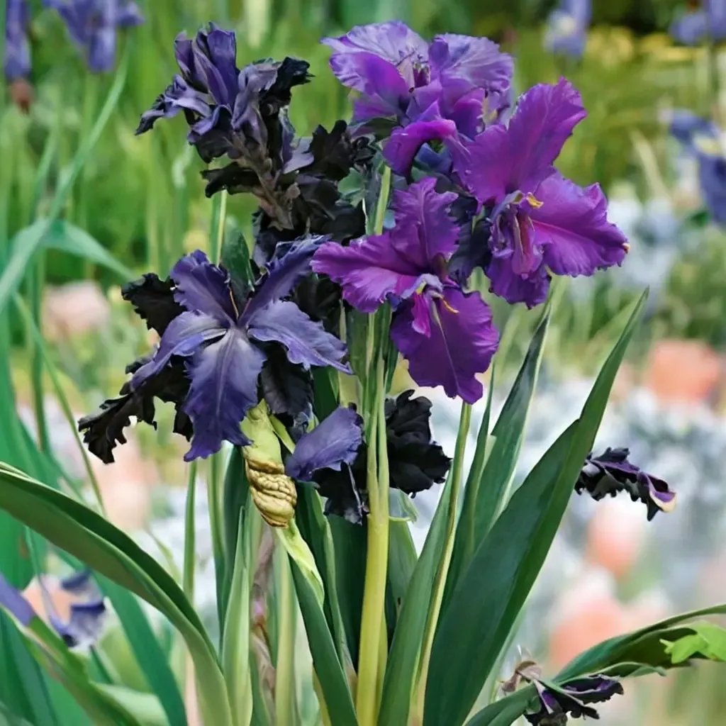 Iris pallida 'After Midnight'