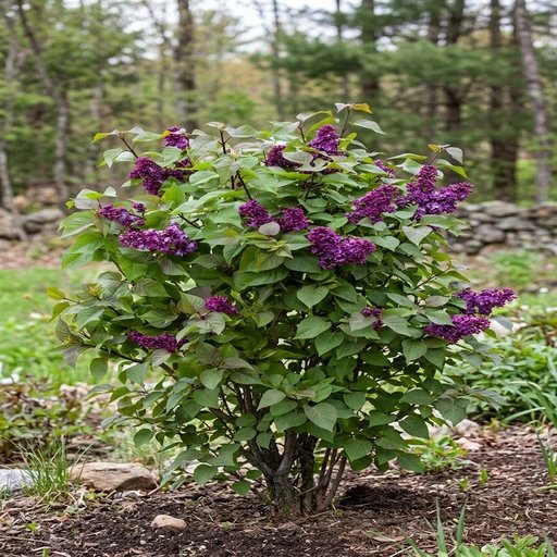 Syringa 'Virtual Violet'