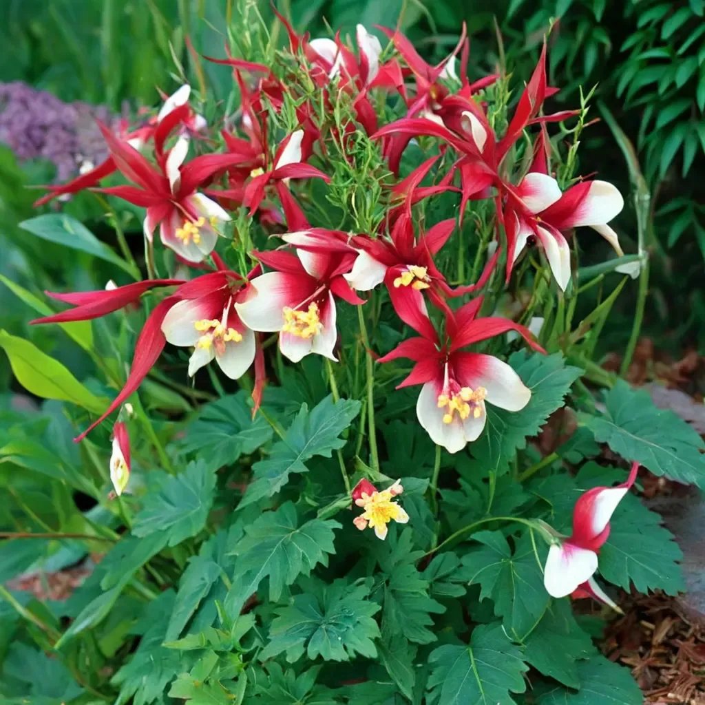 Aquilegia vulgaris 'Crimson Star'