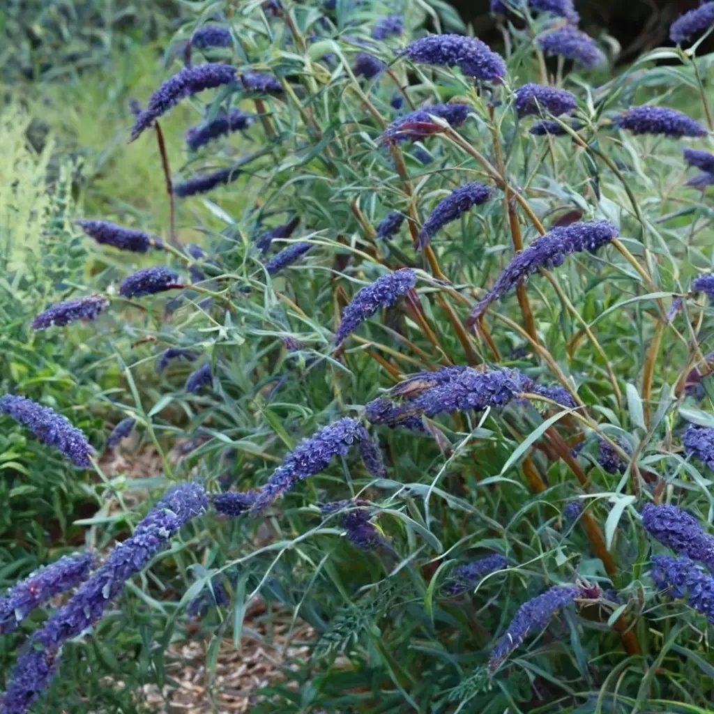 Buddleja davidii 'Nanho Blue'