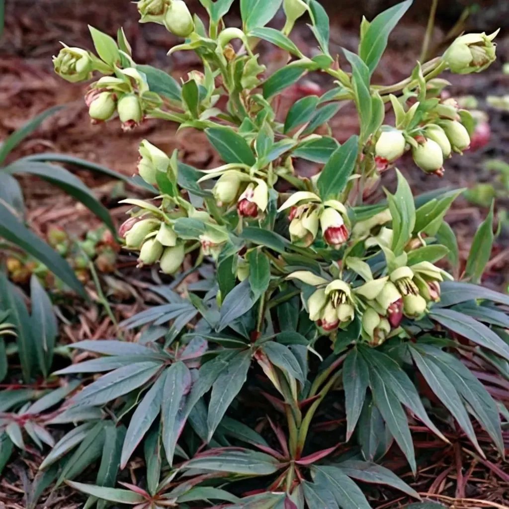 Helleborus foetidus 'Red Silver'