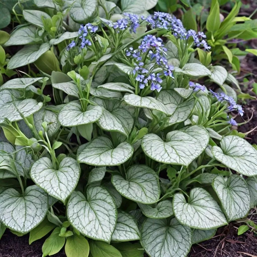 Brunnera macrophylla 'Heartleaf Alkanet'