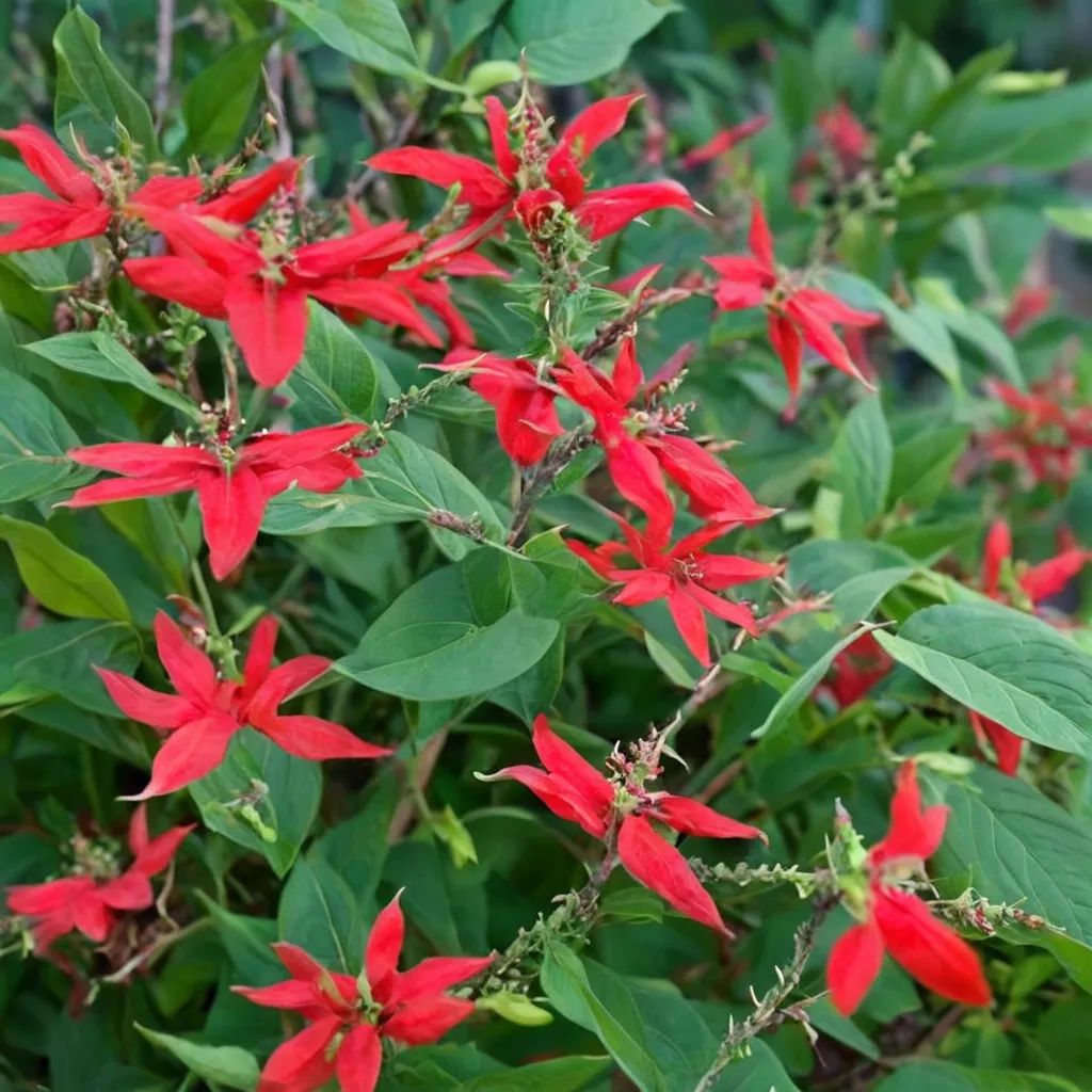 Salvia rutilans