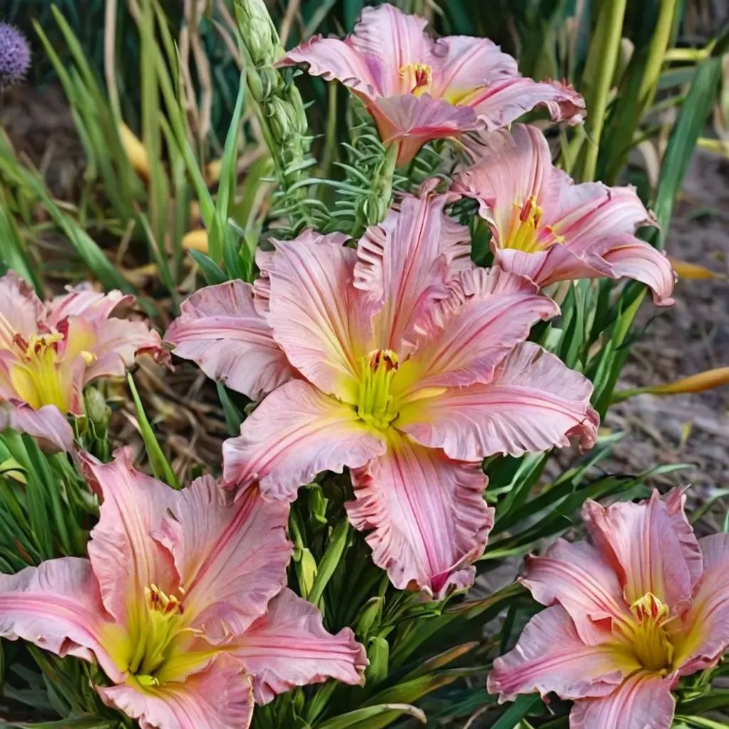 Hemerocallis fulva 'Jolyene Nichole Jumbo'