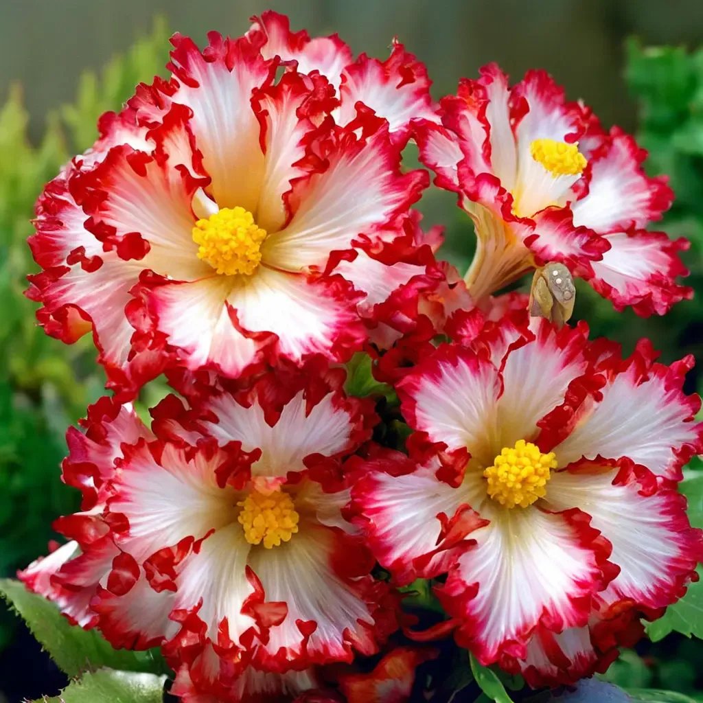 Begonia rex 'Crispa Marginata'