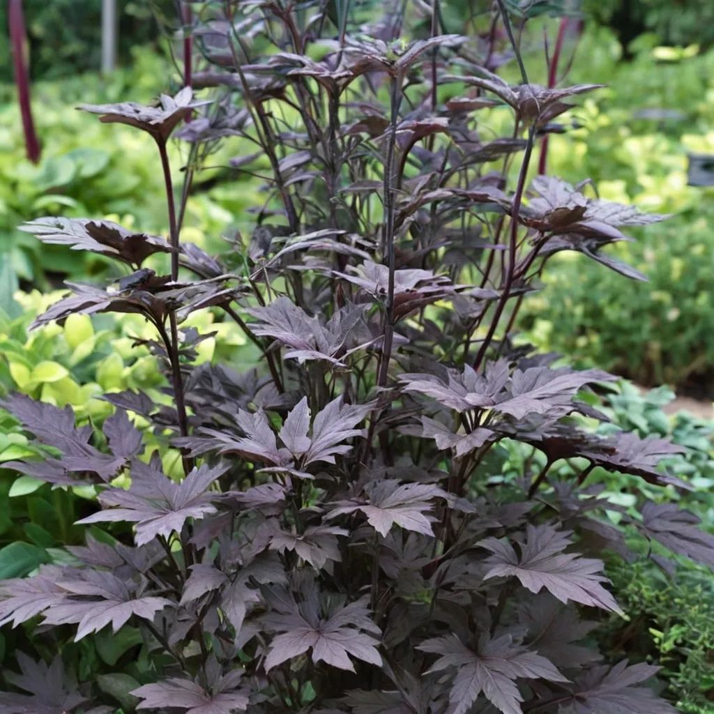 Cimicifuga racemosa 'Black Beauty'
