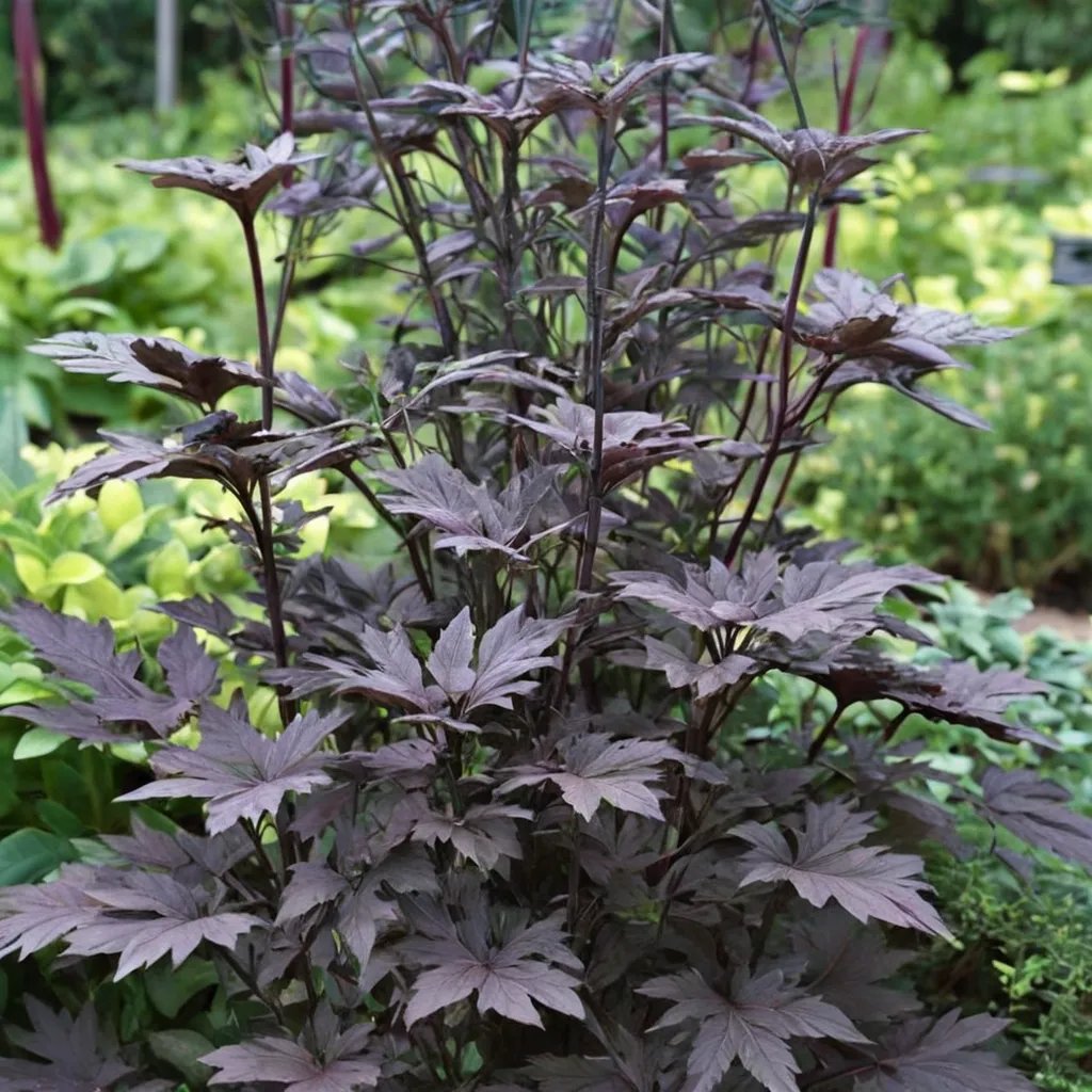 Cimicifuga racemosa 'Black Beauty'