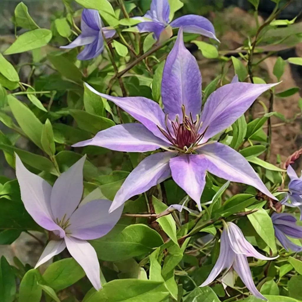 Clematis x nipponica 'Kimi'idera'