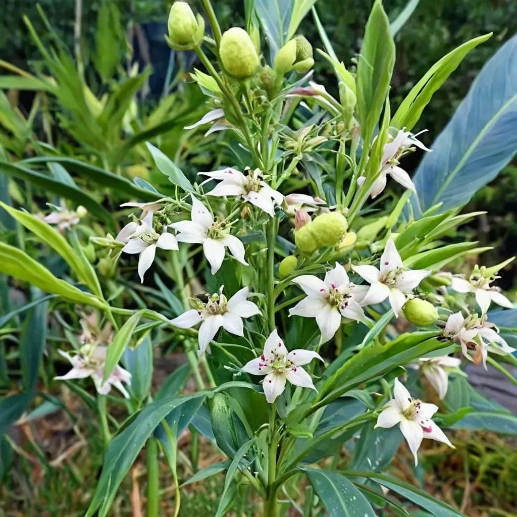 Milkweed