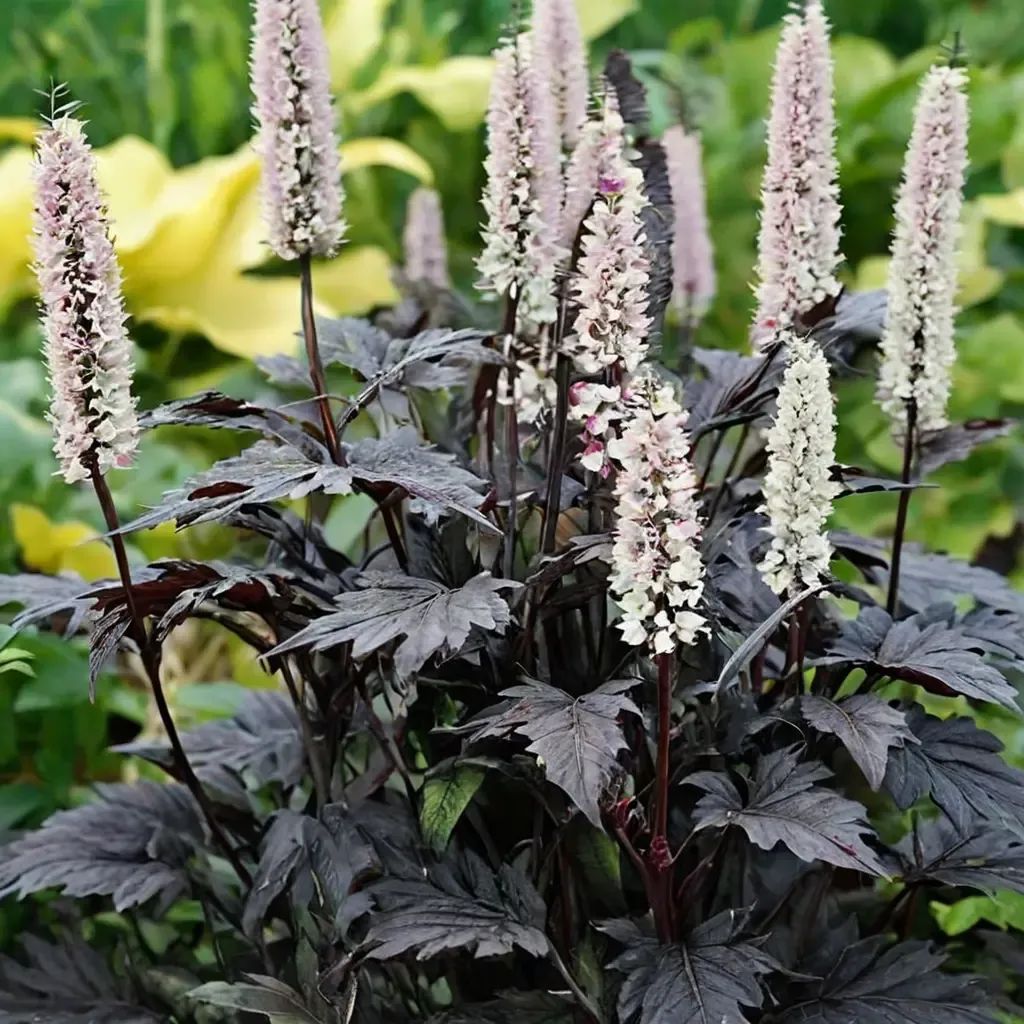 Cimicifuga racemosa 'Chocoholic'