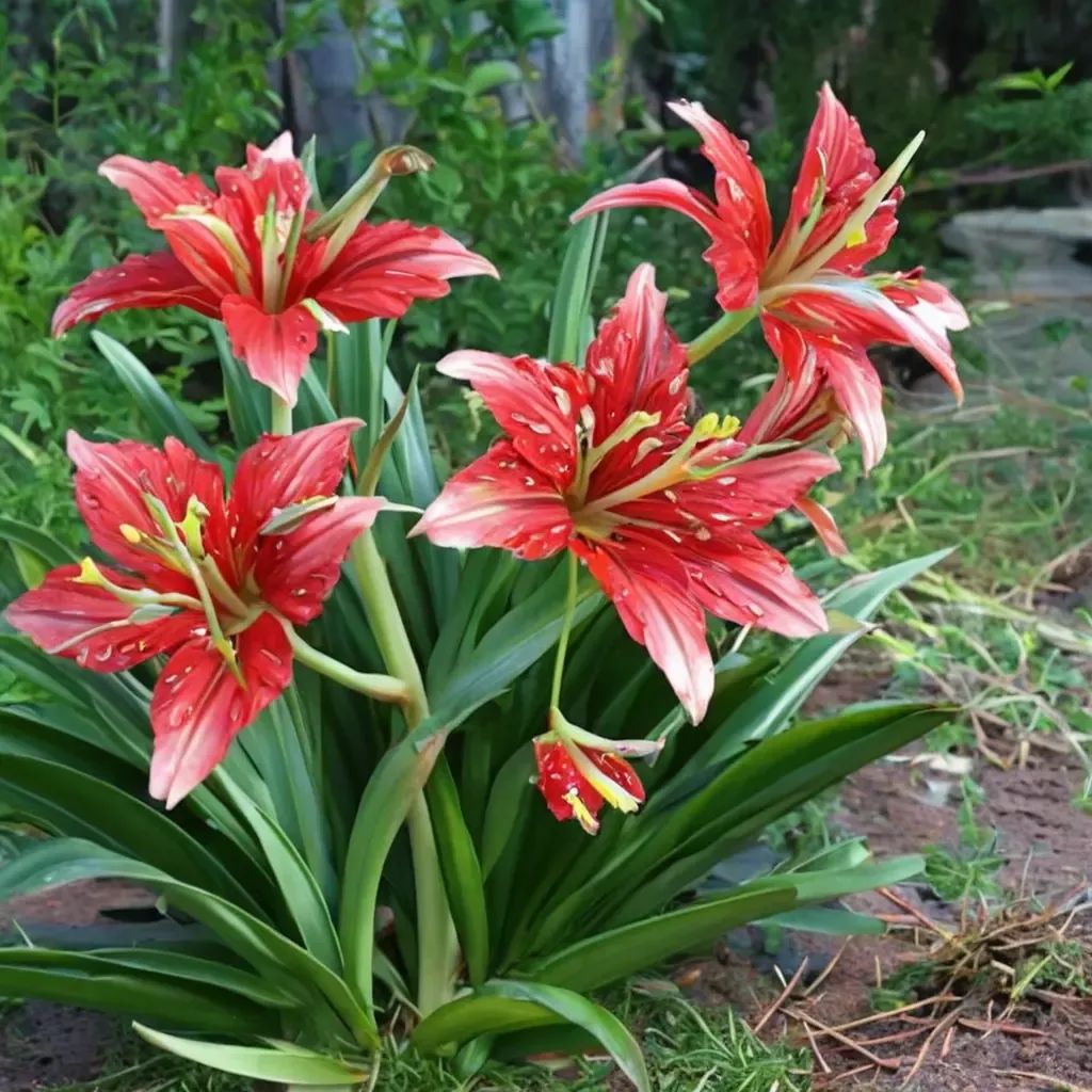 Hippeastrum x hybrida