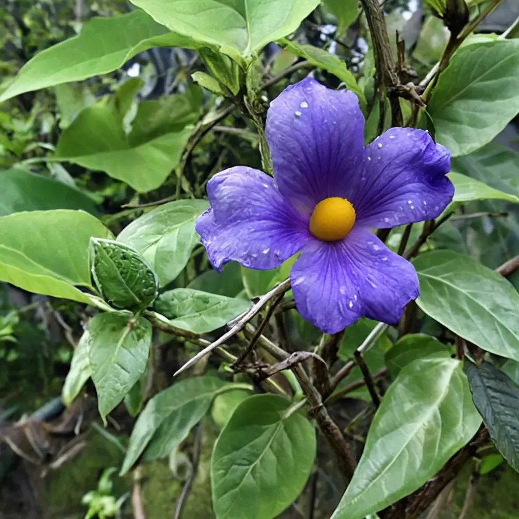 Thunbergia battiscombei