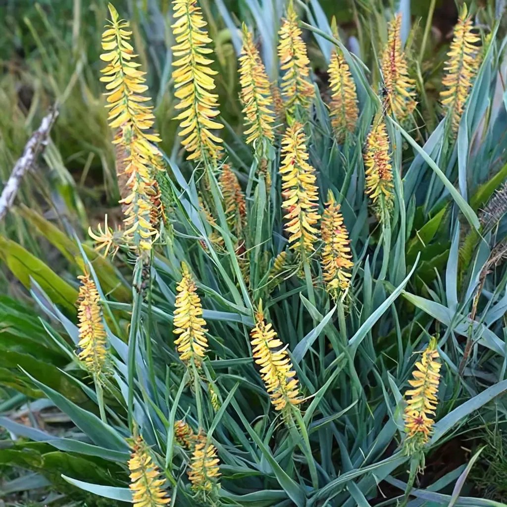 Aloe tenuior 'Fence Aloe'