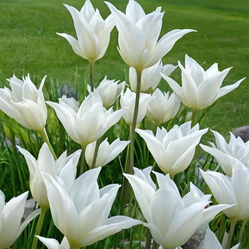 Tulipa tubergeniana 'White Triumphator'