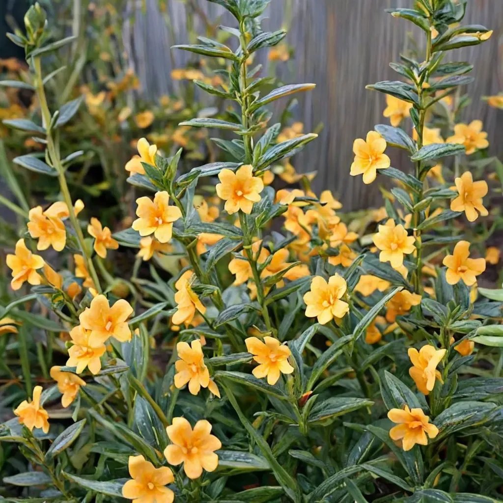 Mimulus aurantiacus 'Point Molate'