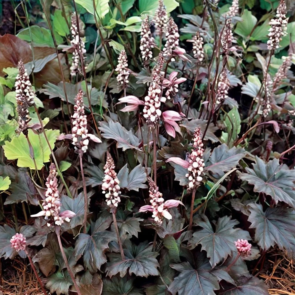 Heucherella x hybrida 'Burnished Bronze'