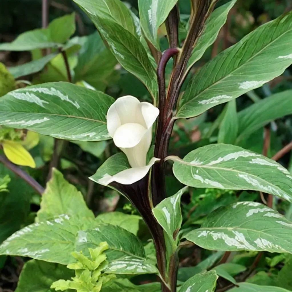 Arisaema sikokianum 'Silver Center'