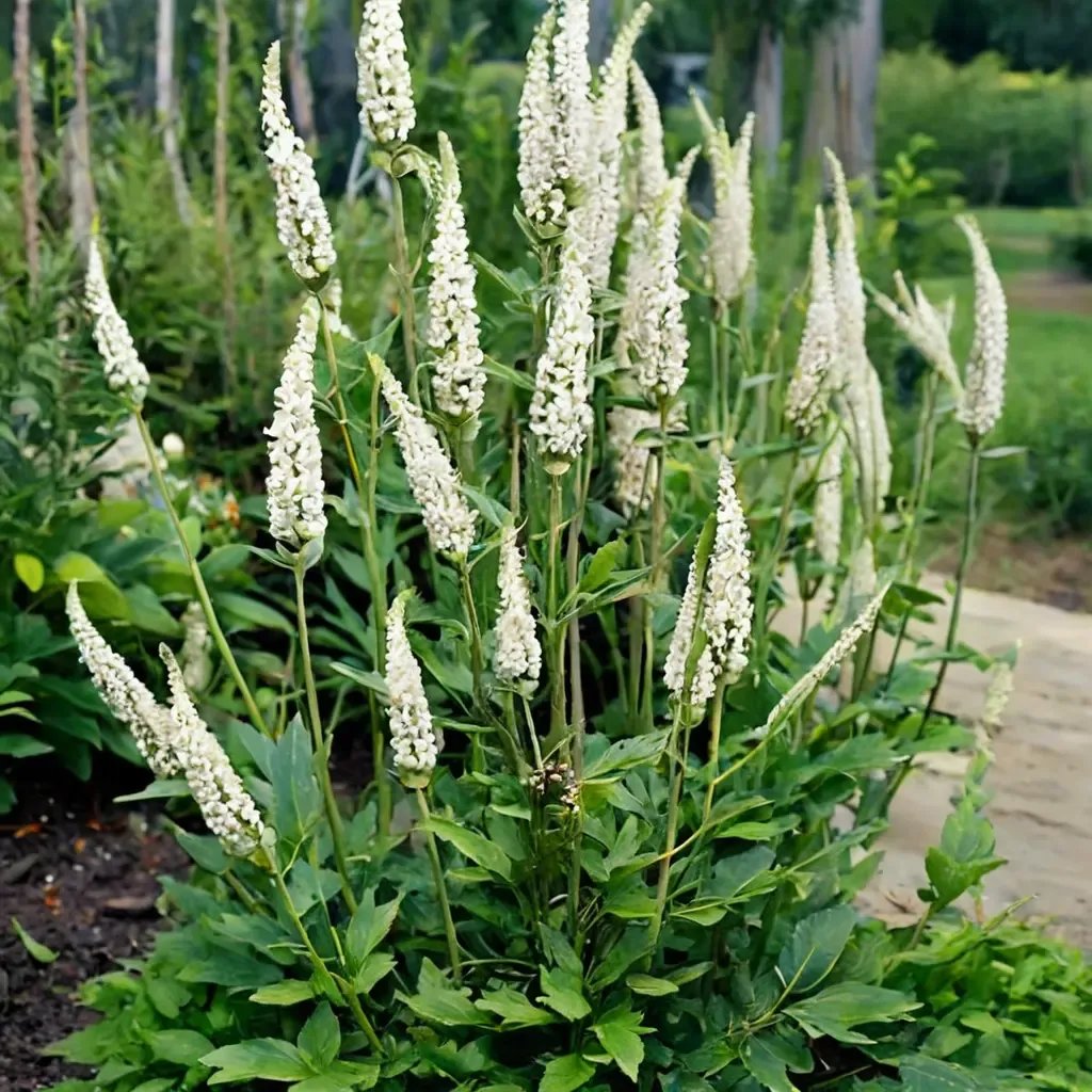 Actaea racemosa 'Cimicifuga Bugbane'