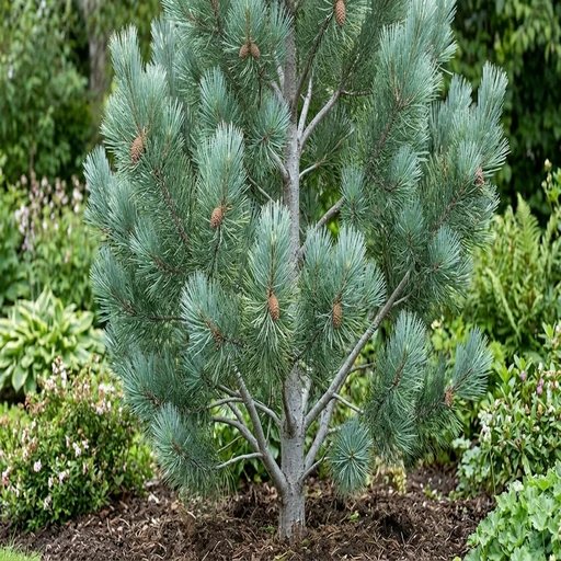 Pinus flexilis 'Domingo'