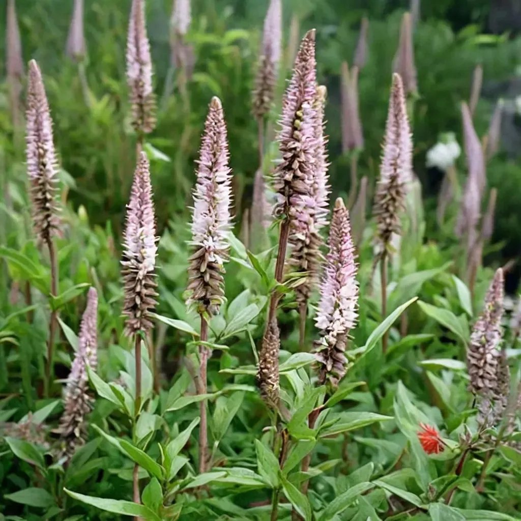 Veronicastrum virginicum 'Pink Glow'