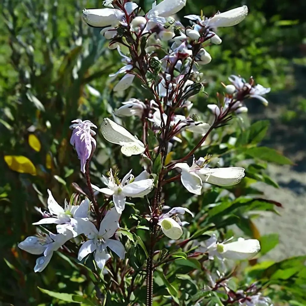 Penstemon digitalis 'Aurora'