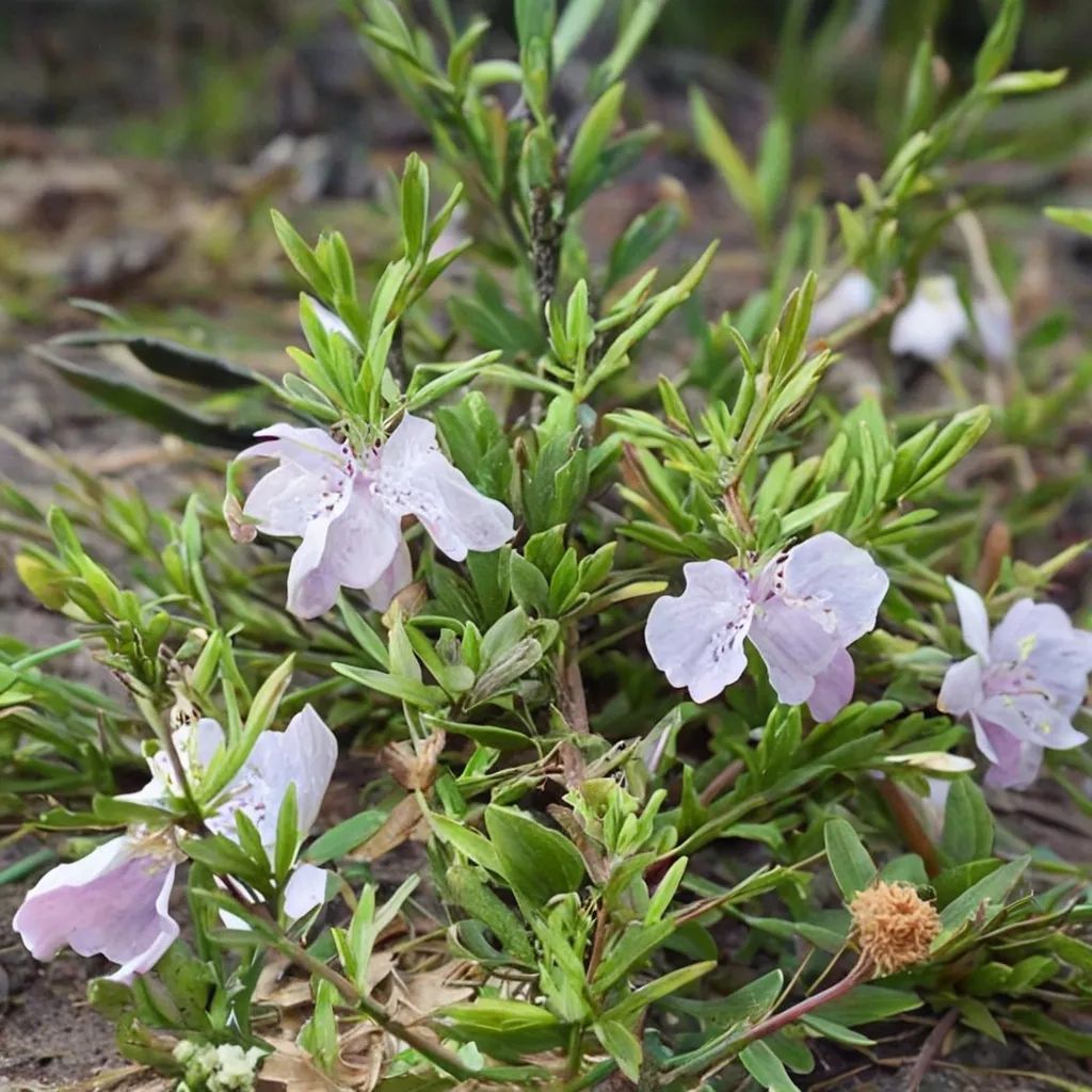 Conradina glabra