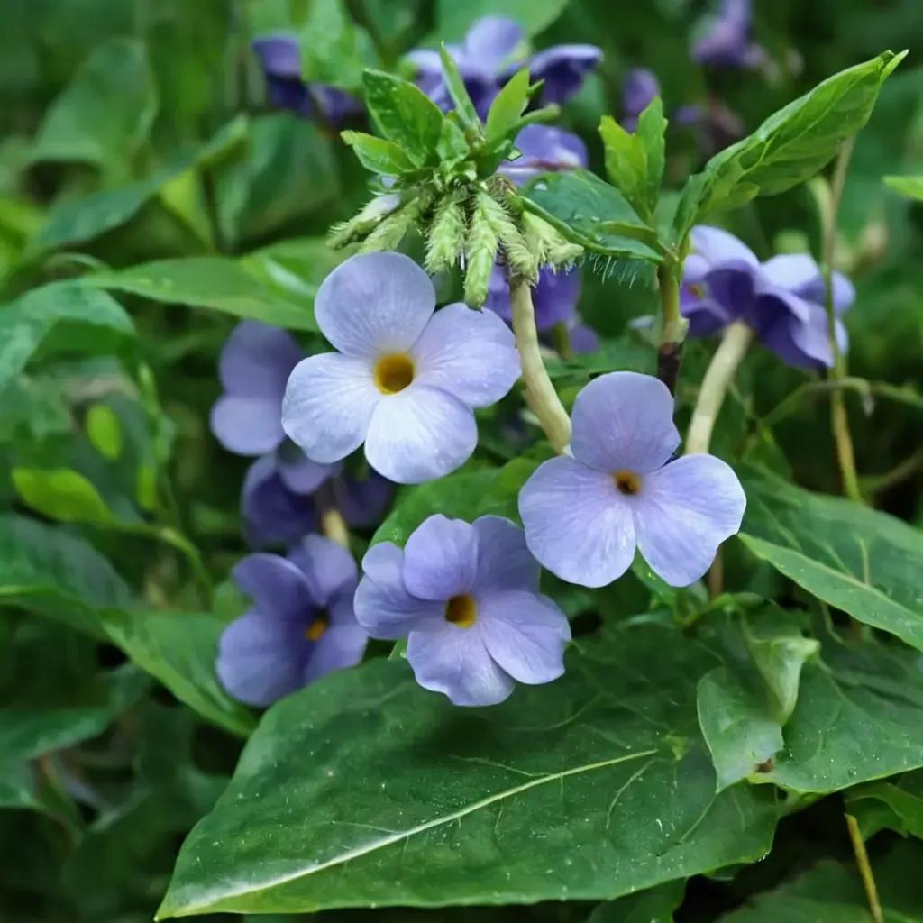 Black-eyed Susan Vine