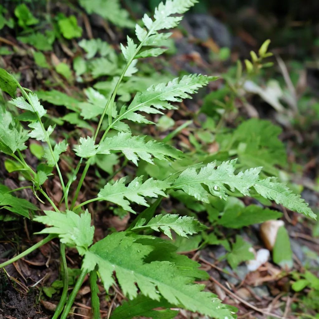 Dennstaedtia wilfordii