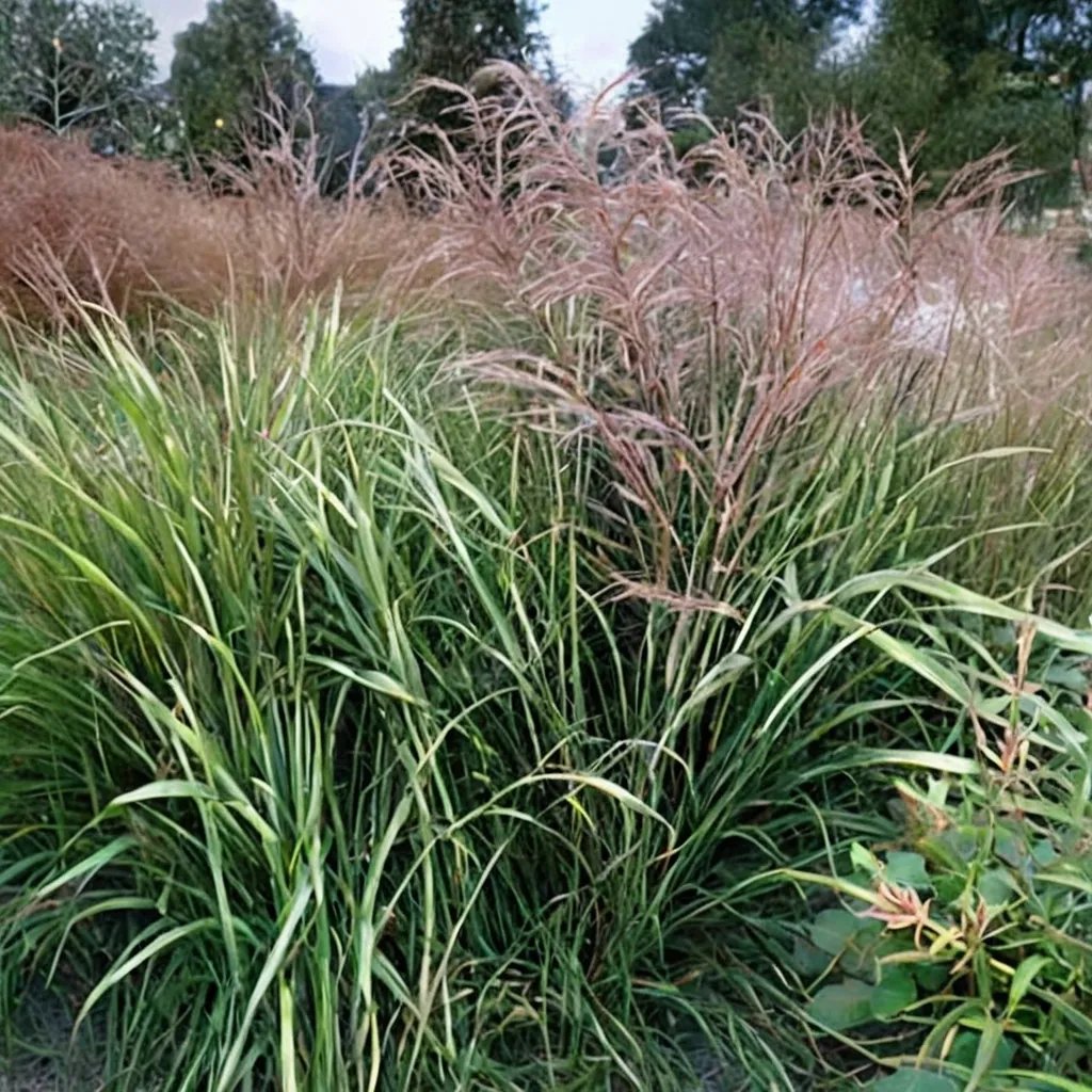 Miscanthus sinensis 'Puenktchen'