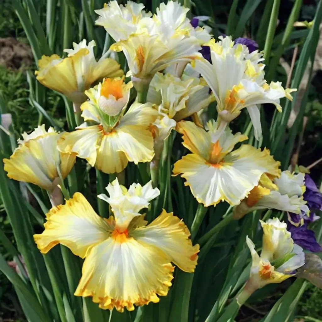 Iris iris 'Better Than Butter'