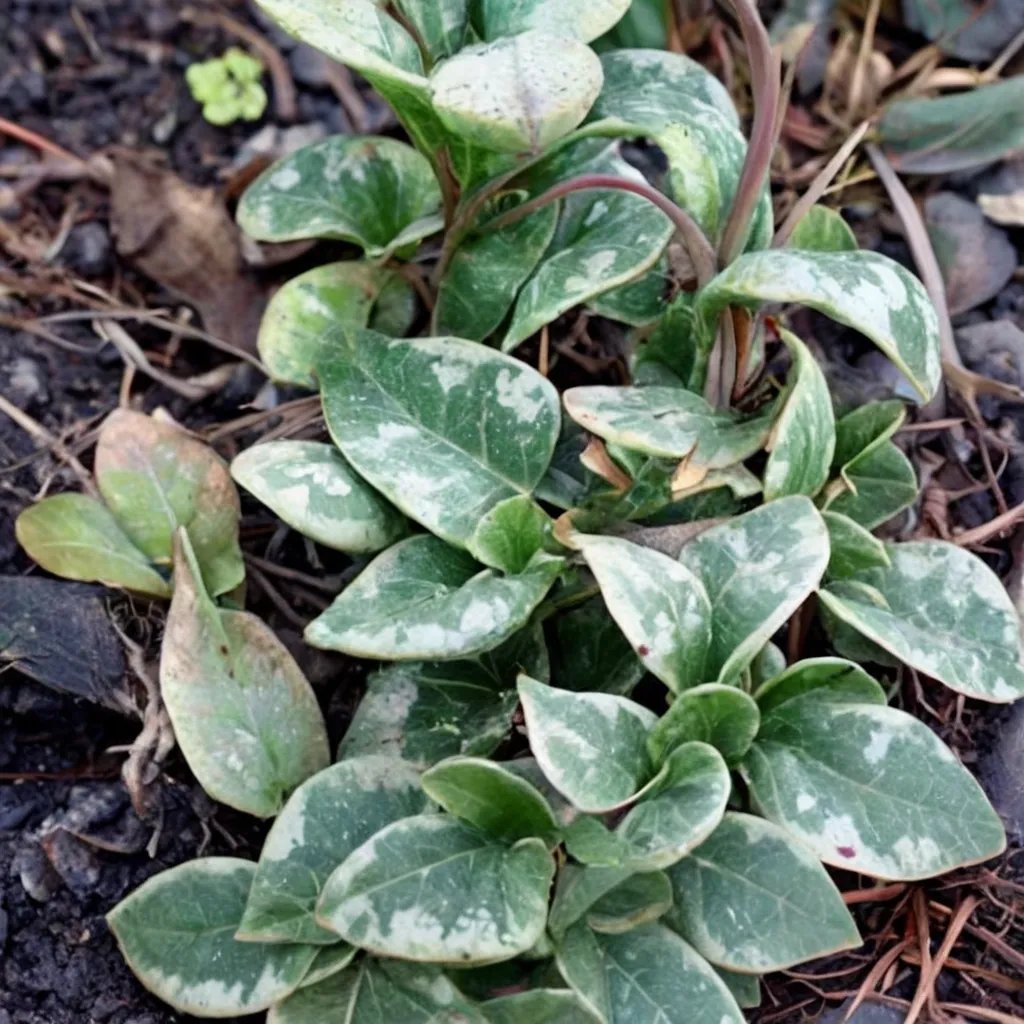 Asarum nipponicum 'Milky Way'
