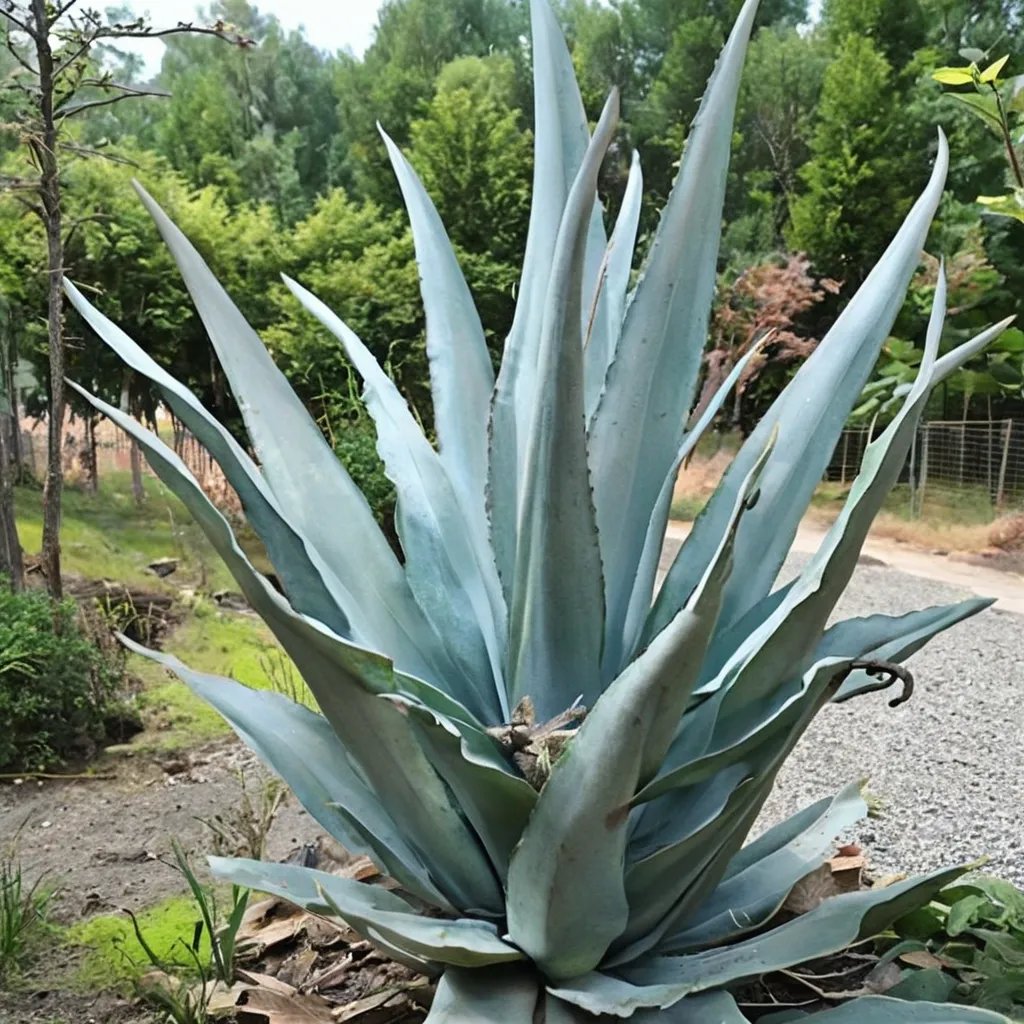 Agave x protamericana 'Silver Surfer'