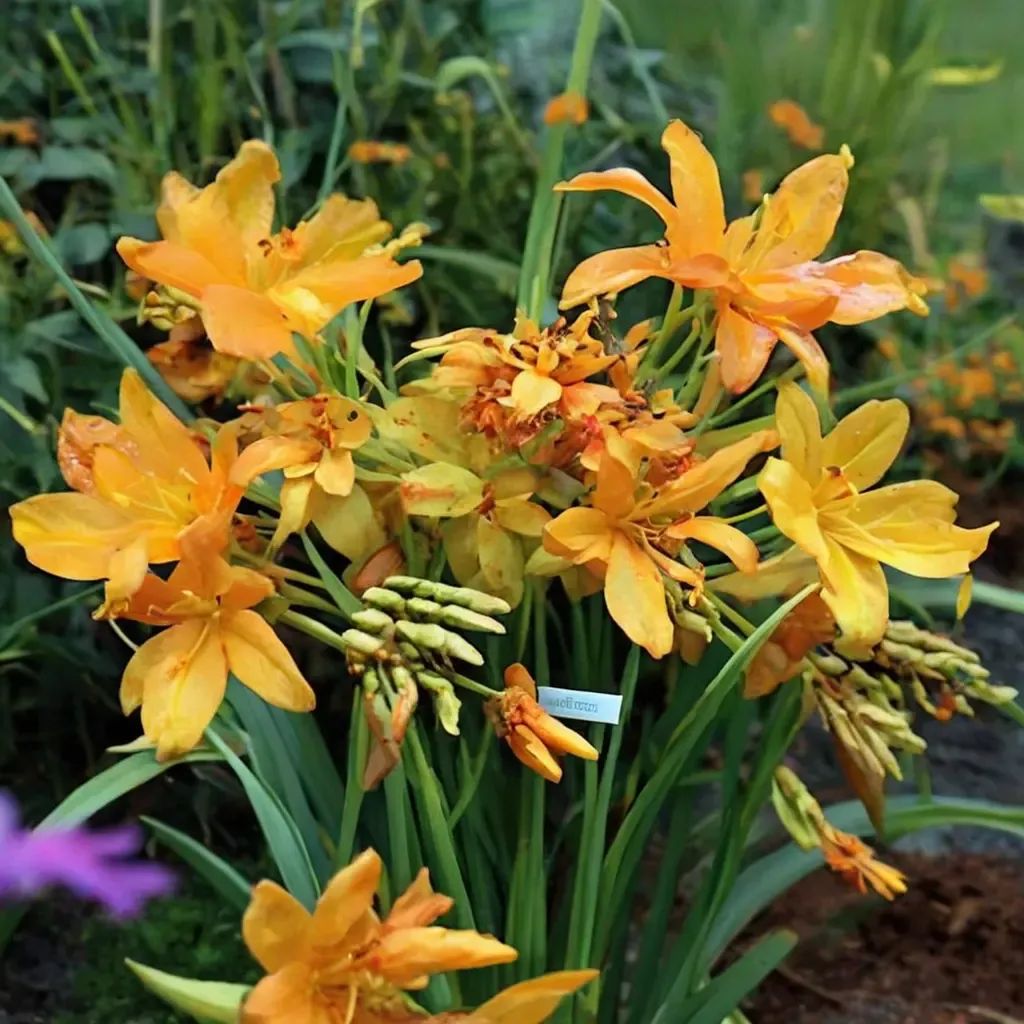 Crocosmia x crocosmiiflora 'Walberton Yellow'