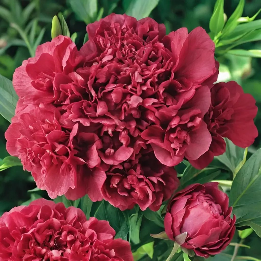 Paeonia lactiflora 'Felix Supreme'