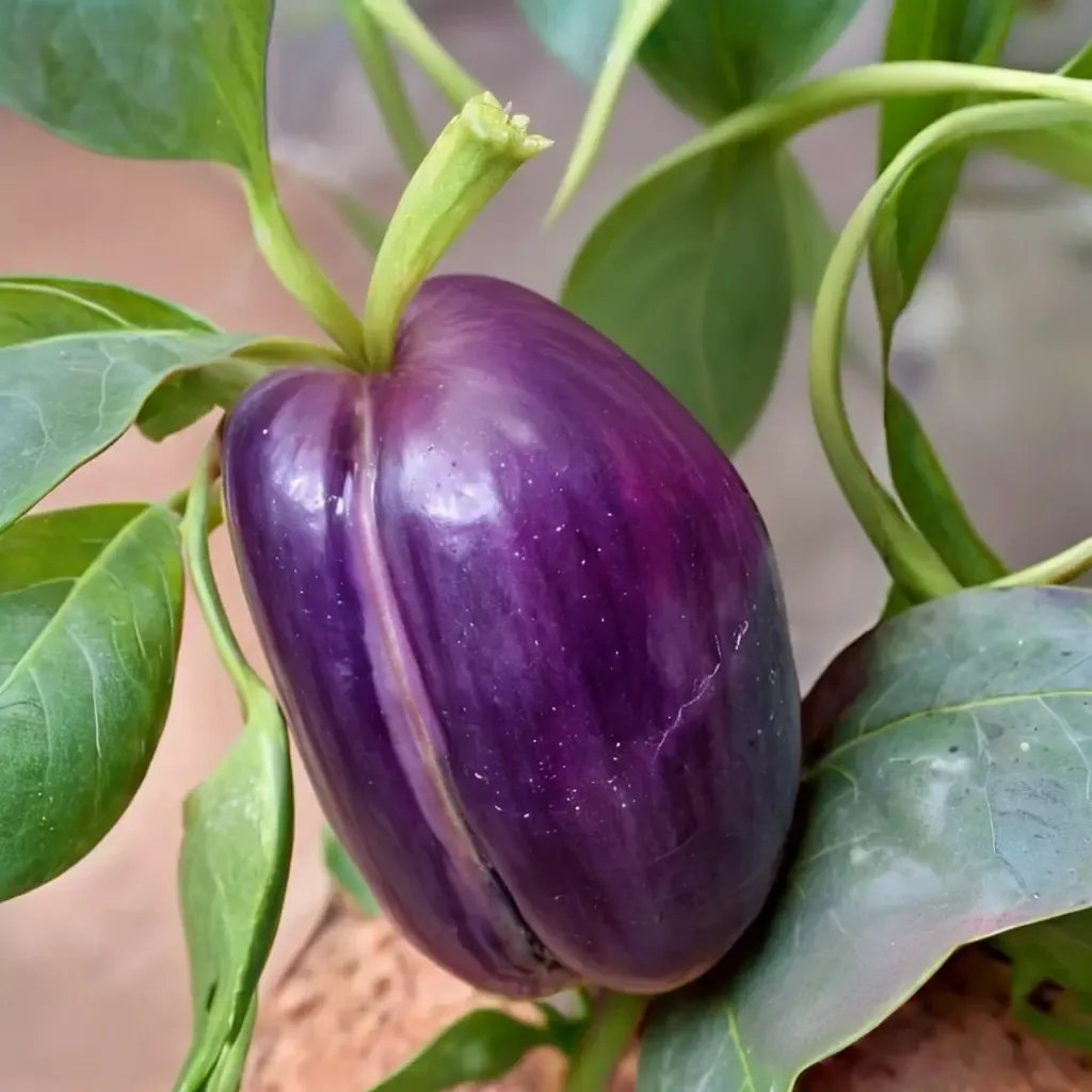 Capsicum annuum 'Purple Beauty'