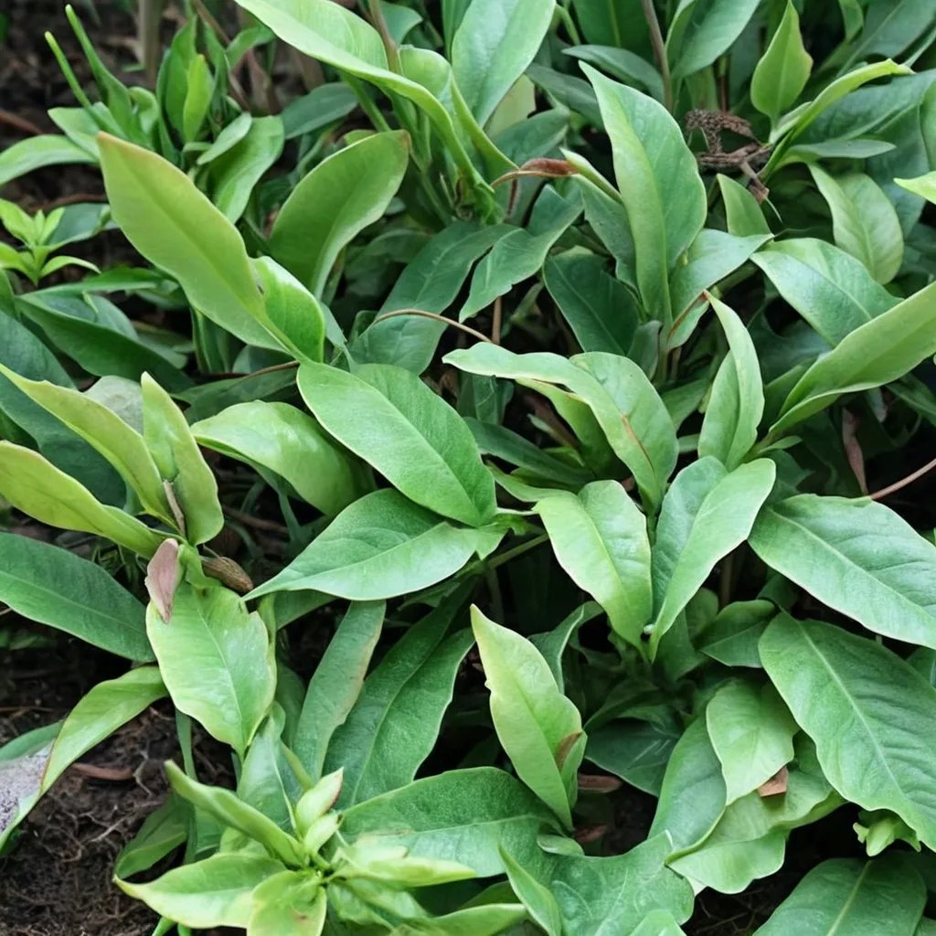 Pyrrosia lingua 'Cuspidata'