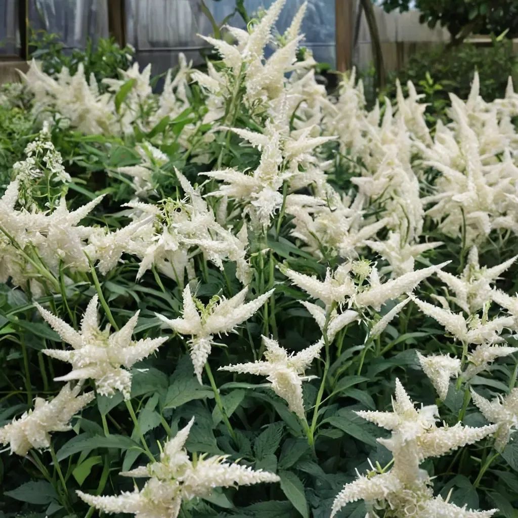 Astilbe x arendsii 'Deutschland'