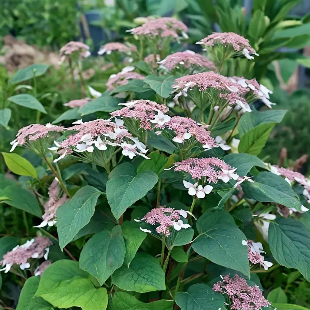 Hydrangea arborescens 'Invincibelle Lace Smooth'