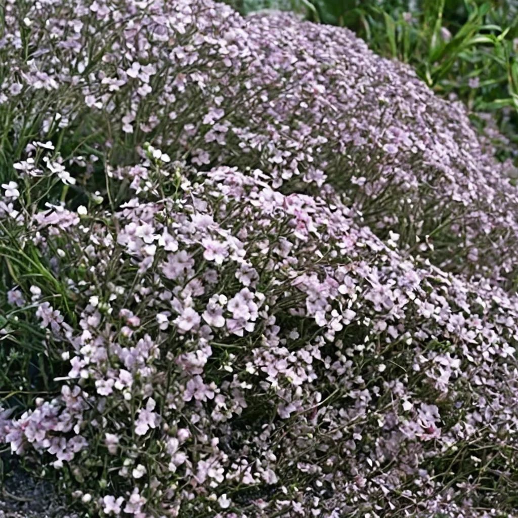 Gypsophila paniculata 'Pink Fairy'